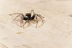 Isolated: Front view of an adult male of jumping spider (Menemerus semilimbatus), Liguria, Italy