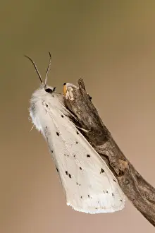 Erebidae: Side view of an adult of White ermine (Spilosoma