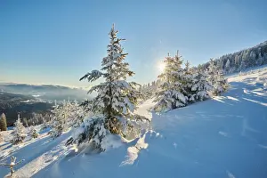Bayerischer: View from Arber on hilly landscape with spruce forest