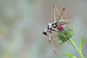 Saga: Side view of Balkan Sawing Cricket (Saga natoliae)