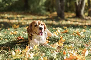 Sticking: front view beagle dog lying grass with sticking out tongue