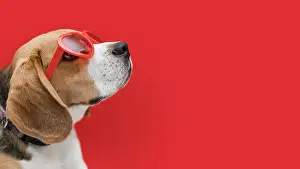 Luck: front view beautiful dog with copy space