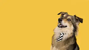 Model: front view beautiful dog with copy space. Resolution