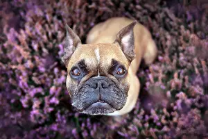 Heide: Top view of beautiful small brown French Bulldog