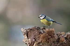 Chestnuts: Side view of Blue tit, (Cyanistes caeruleus) resting