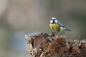 Chestnuts: Front view of Blue tit, (Cyanistes caeruleus) resting