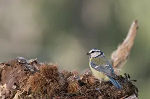 Chestnuts: Back view of Blue tit, (Cyanistes caeruleus) searching
