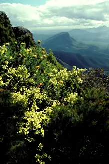 Formosa: View from Bluff Knoll, with Showy dryandra (Dryandra