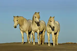 Stallion: Front view of Camargue horses, southern