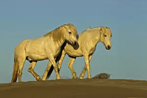Stallion: Side view of Camargue horses, southern France
