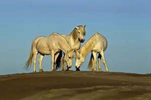 Stallion: Side view of Camargue horses, southern France