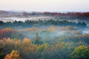 Duinreservaat: Top view on canopy of autumn forest on misty morning