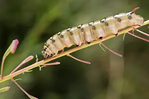 Caterpillars: Side view of caterpillar of bedstraw hawk-moth or galium sphinx (Hyles gallii)