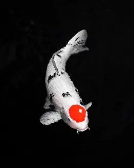 Resolution: top view colorful koi fishes. High resolution photo