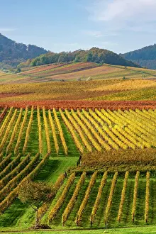 Vitaceae: View over colourful vineyards in autumn, Southern