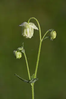 Columbine: Side view of Common Columbine