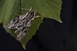 Convolvulus: Top view of Convolvulus hawk-moth (Agrius convolvuli)