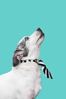 Skirt: view cute dog concept. High resolution photo