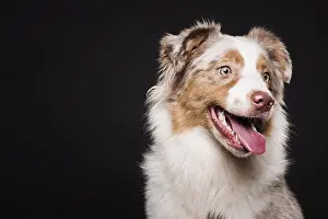 Quality: front view cute dog. Resolution and high quality