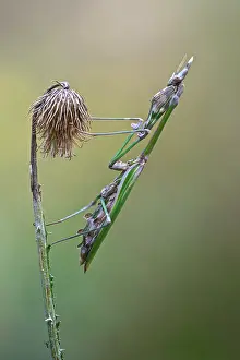 Fasciata: Side view of Empusa fasciata (Empusa fasciata) resting