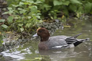 Herbivorous: Side view of Eurasian wigeon (Mareca penelope) swimmnig