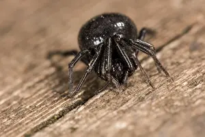 Hole: Front view of false widow spider (Steatoda paykulliana) in defensive posture