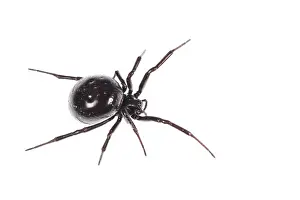Hole: Top view of false widow spider (Steatoda paykulliana) Liguria, Italy