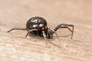 Hole: Side view of false widow spider (Steatoda paykulliana) Liguria, Italy