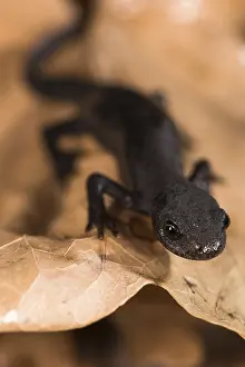 Alpestris: Front view of a female of alpine newt (Ichthyosaura