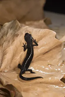 Alpestris: Top view of a female of alpine newt (Ichthyosaura