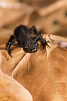 Front View: Side view of a female of alpine newt (Ichthyosaura alpestris ssp)