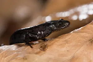 Ponds: Side view of a female of alpine newt (Ichthyosaura alpestris ssp)