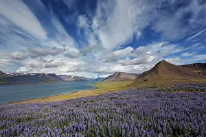 Nootka: View on fjord landscape, blue flowering Nootka lupins