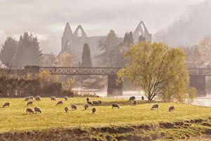 Monastery: View of flock of sheep grazing in pasture and ruins