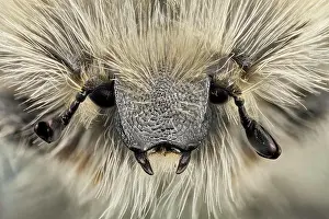 Chafer: Front view of a flower beetle, this species is c