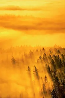 Saxon: View of forest with morning fog in warm morning