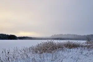 Phragmites: View over the frozen lake Visj?n at dawn