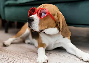 Luck: front view funny cute dog concept