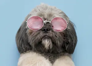 Quality: front view funny cute dog concept. Resolution and