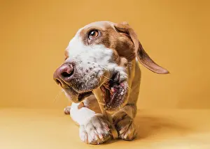 Nurse: front view funny dog eating bone