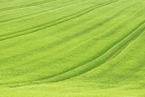 Tracks: View over a grain field, barley (Hordeum vulgare)