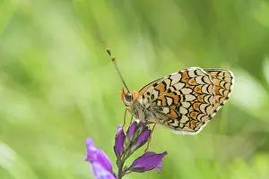 Phoebe: Side view of Knapweed fritillary (Melitaea phoebe)