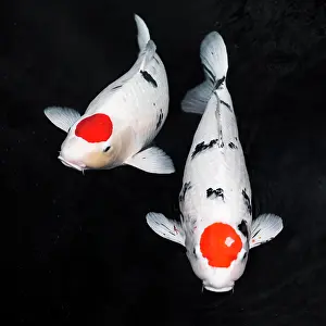 Resolution: top view koi fishes. High resolution photo