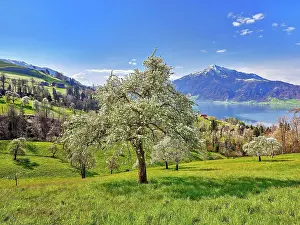 Rigi: View of Lake Zug and the Rigi, in front of it blossoming