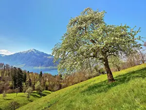 Rigi: View of Lake Zug and the Rigi, in front of it blossoming