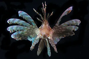 Volitans: Front view Lionfish (Pterois volitans) by night