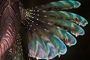 Volitans: Above view Lionfish (Pterois volitans) pectoral