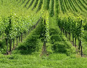 Abundant: A detail view of lush green and growing pinot noir
