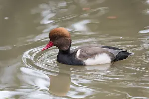 Herbivorous: Side view of a male of Red crested pochard (Netta