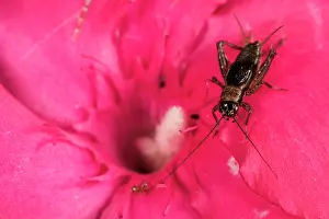 Cricket: Top view of a male of wood cricket (Nemobius sylvestris)